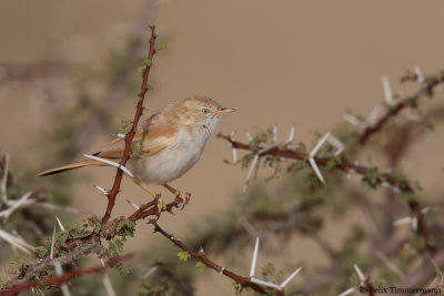 African Desert Warbler