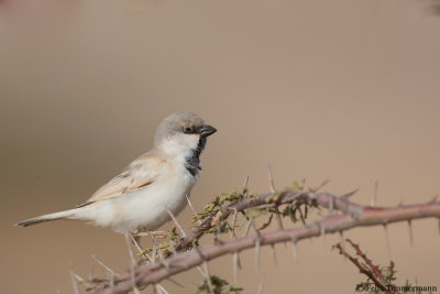 Desert Sparrow