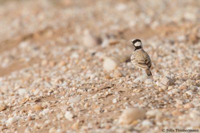 Black-crowned Sparrowlark