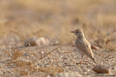 Dunns Lark