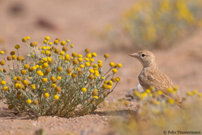 Dunns Lark