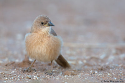 Fulvous Babbler
