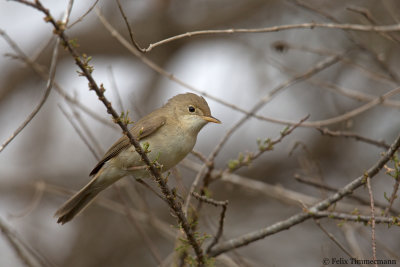 Western Olivacous Warbler