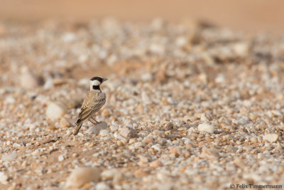 Black-crowned Sparrowlark
