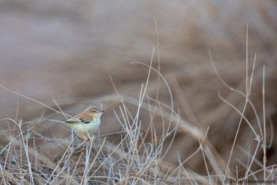 Cricket Warbler