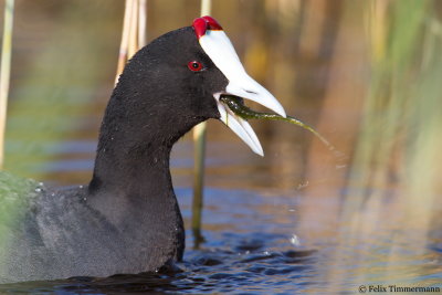 Red-knobbed Coot