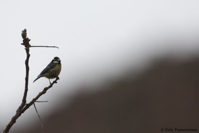 African Blue Tit
