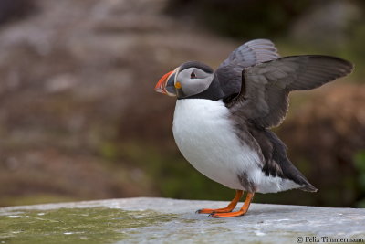 Puffin