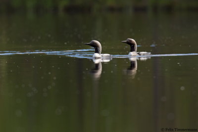 Black-throated Loon