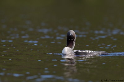 Black-throated Loon