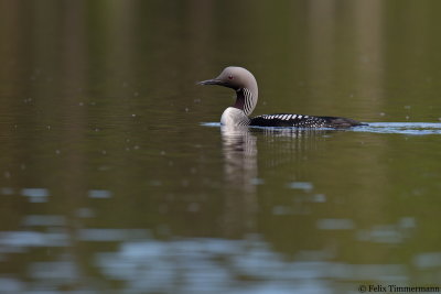 Black-throated Loon
