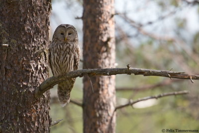 Ural Owl