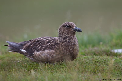 Great Skua