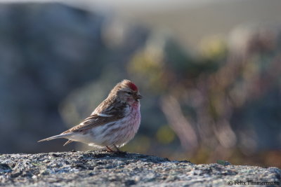 Arctic Redpoll