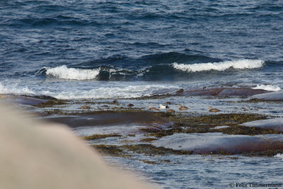 Stellers Eider