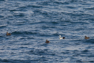 Stellers Eider