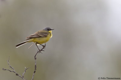 Yellow Wagtail ssp. thunbergi