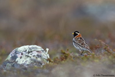 Lapland Longspur