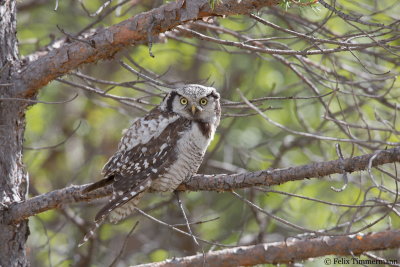 Hawk Owl