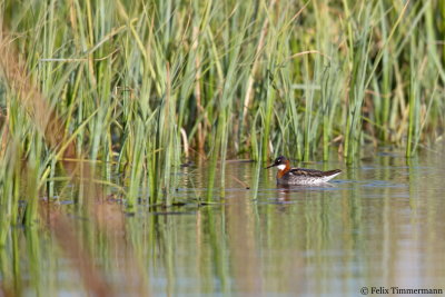 Red-necked Phalarope