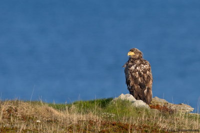 White-tailed Eagle