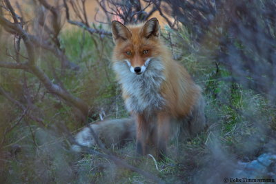 Fox
