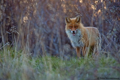 Fox