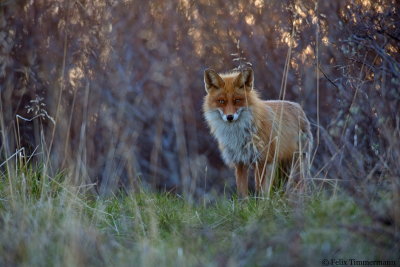 Fox