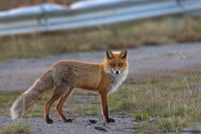 Fox