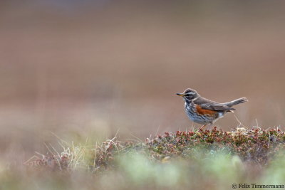 Redwing