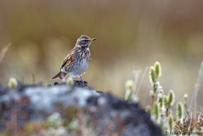 Redwing