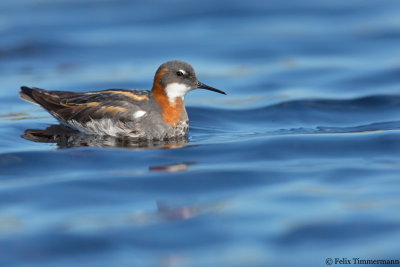 Red-necked Phalarope