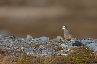 Dotterel
