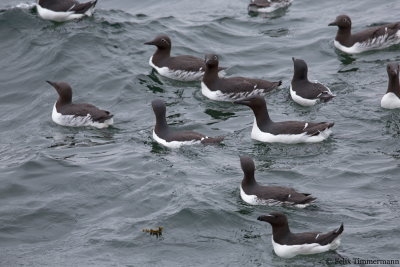 Thick-billed Murrelet