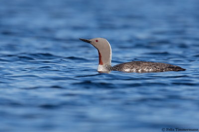 Red-throated Loon