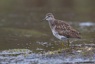 Wood Sandpiper