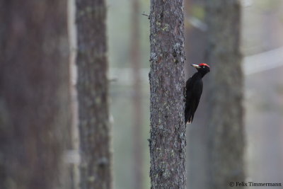 Black Woodpecker