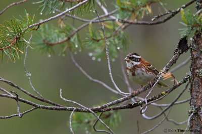 Rustic Bunting
