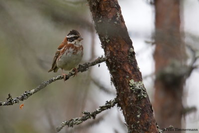 Rustic Bunting