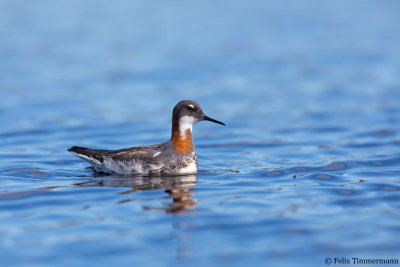 Red-necked Phalarope