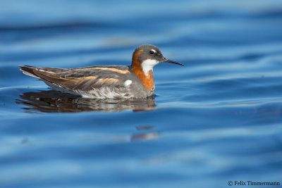 Red-necked Phalarope