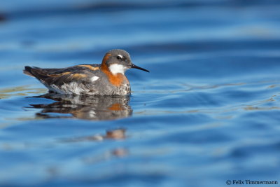 Red-necked Phalarope