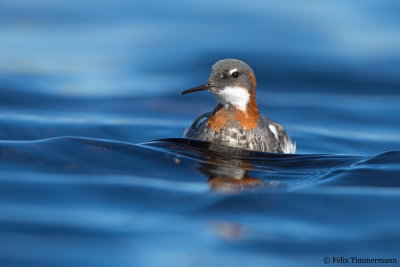 Red-necked Phalarope
