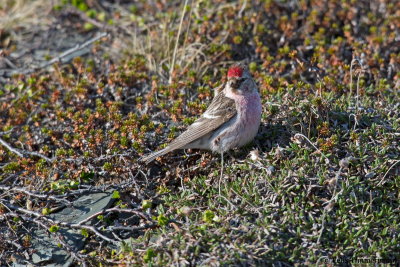 Arctic Redpoll