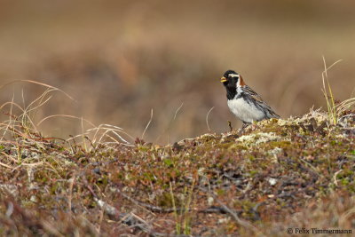 Lapland Longspur