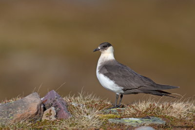 Parasitic Jaeger