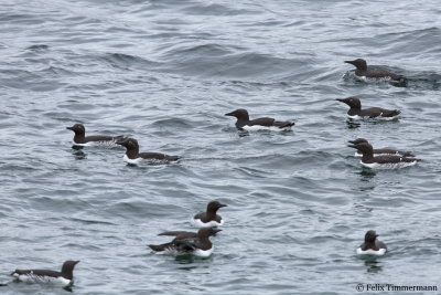 Brunnichs Guillemot