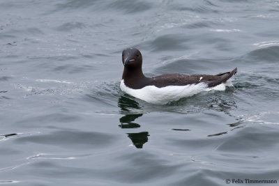 Brunnichs Guillemot