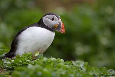 Puffin