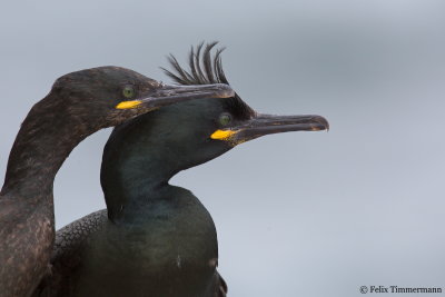 Shag